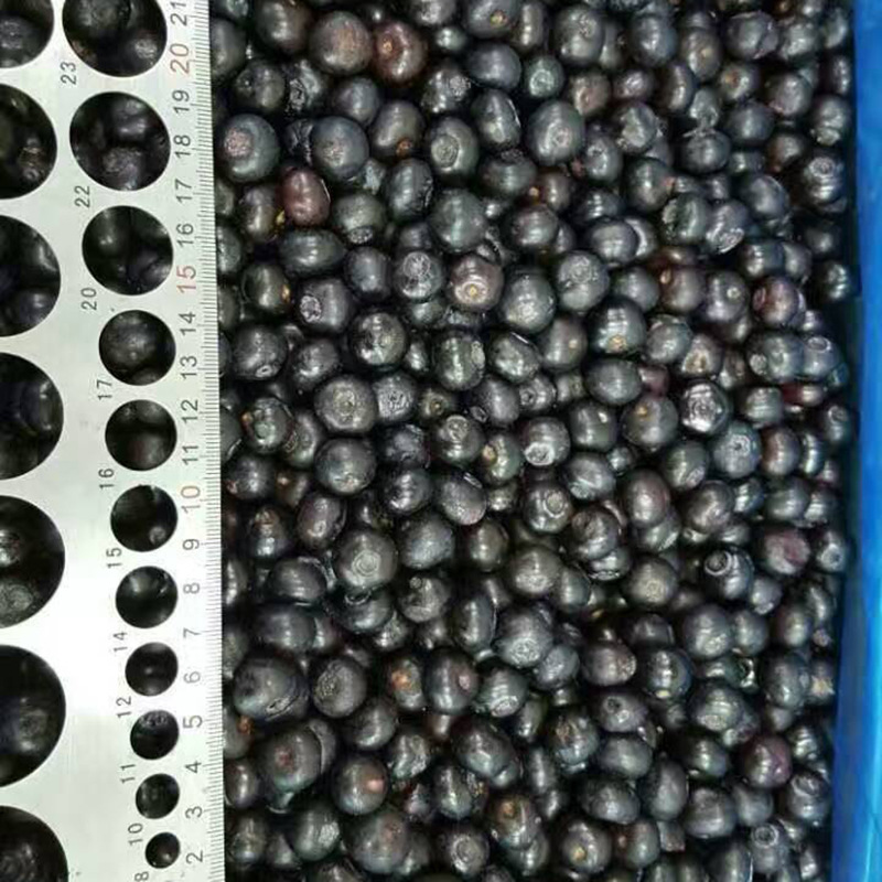 大果型与小果型蓝莓对比图