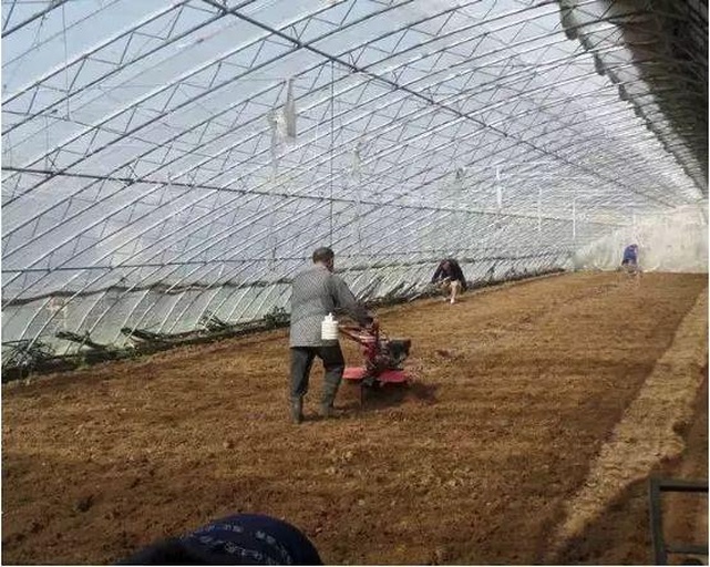 农户使用数字地温计在田间测量5cm耕层温度,背景可见翻耕后的疏松壤土与标尺定位,操作者戴手套规范取样,体现标准化农事操作 芸豆播种前地温测量实景图