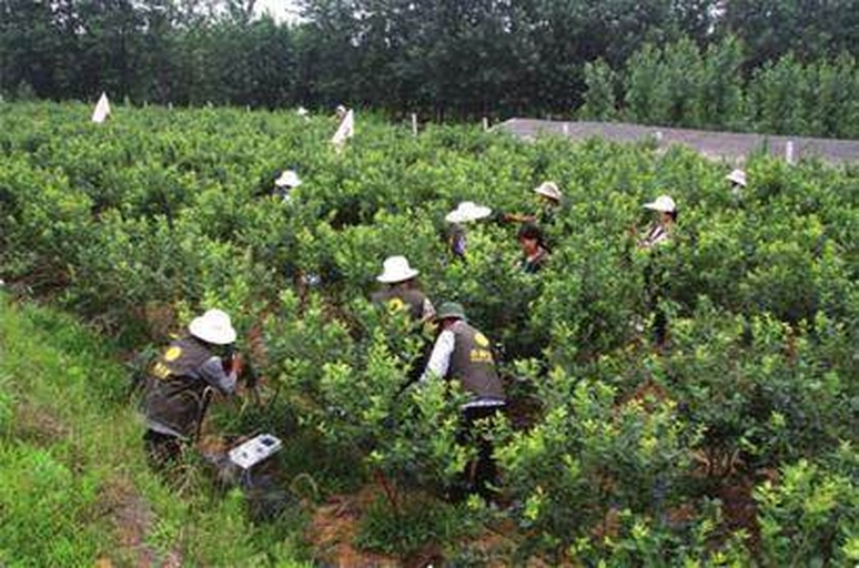 蓝莓采摘与分选场景