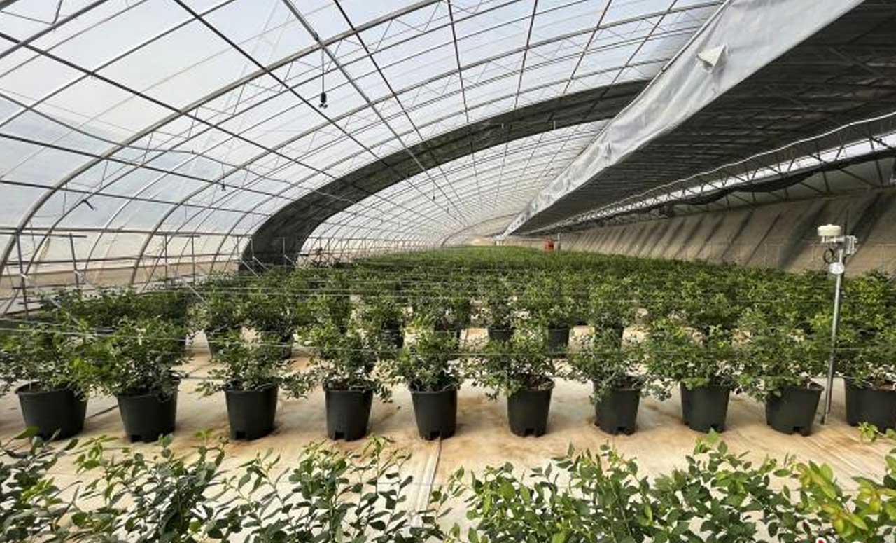 蓝莓大棚内部全景图