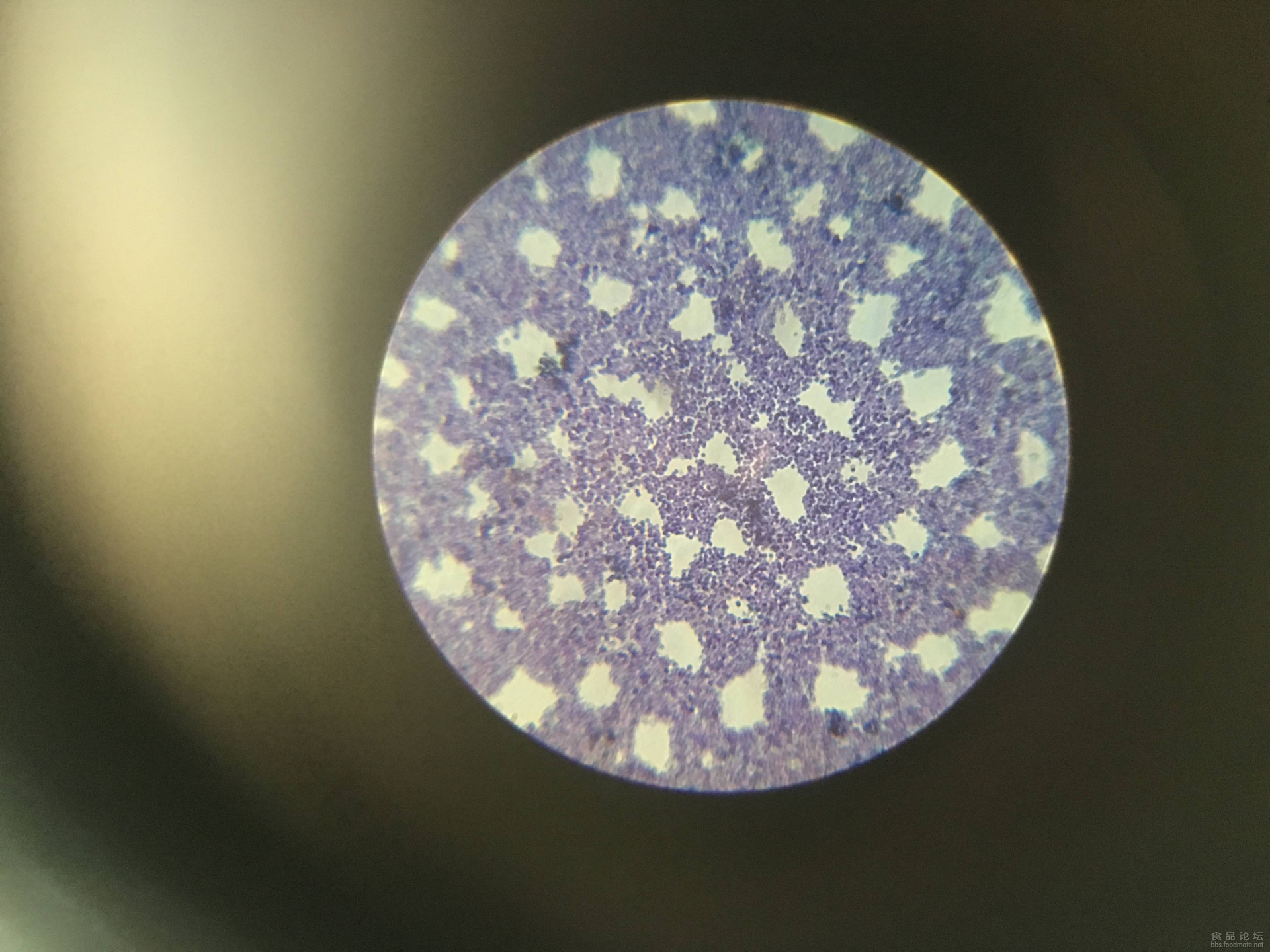 显微镜下的花生子叶细胞图像