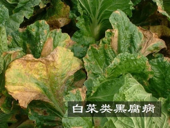 菜花黑腐病症状图