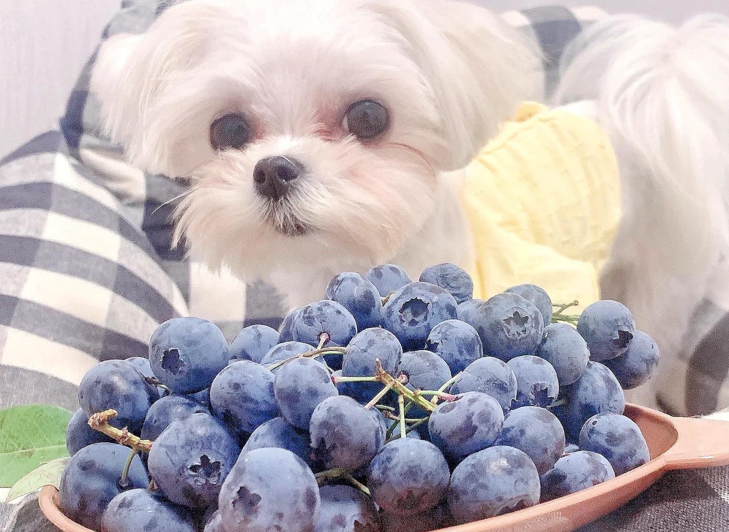 狗狗舔食甜瓜果肉场景