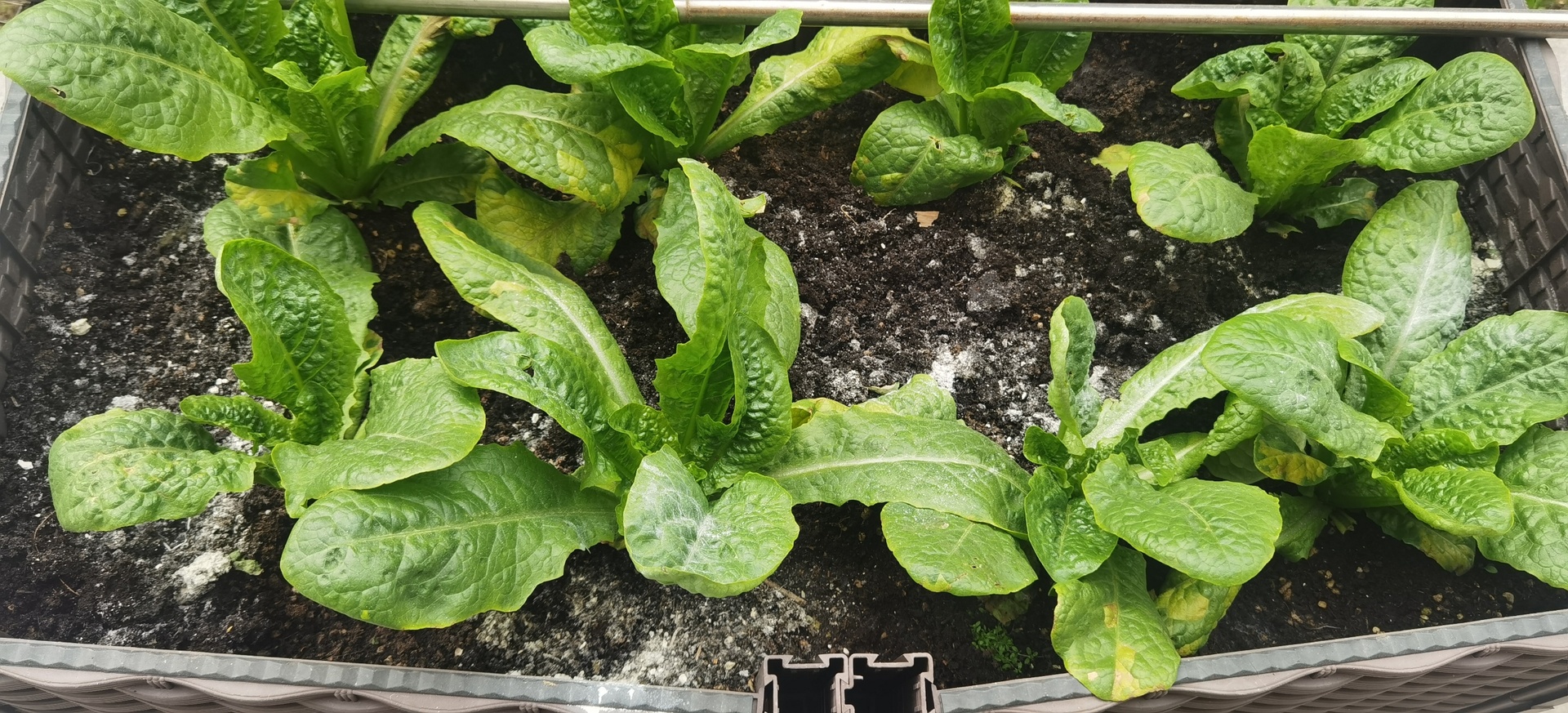 生菜叶片发黄特写