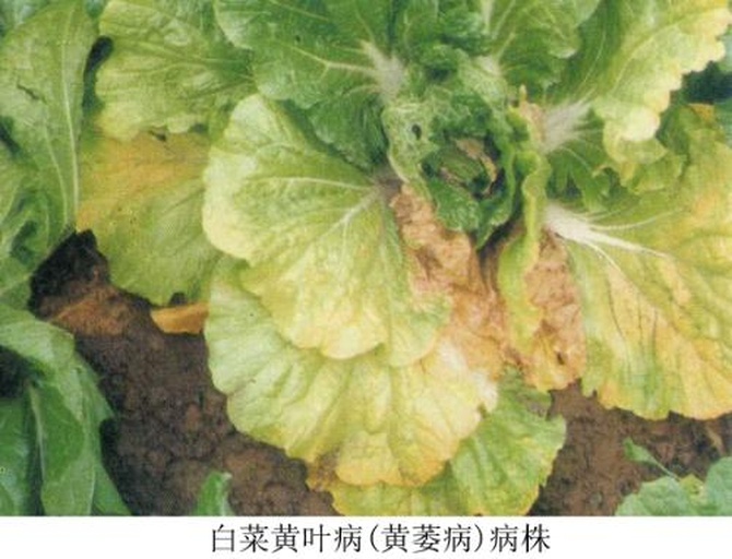 白皮松干枯病害症状图,展示树干干枯、叶片发黄、枝条枯死等典型症状 白皮松干枯病害症状图