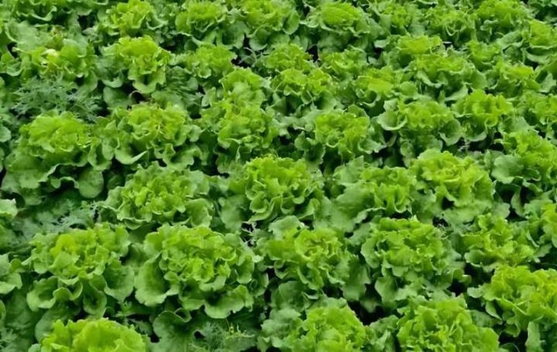 一片整齐种植的波士顿绿生菜田,植株呈半结球状,叶片宽大柔嫩,颜色为鲜亮的黄绿色,叶缘微皱,生长在疏松肥沃的土壤中,背景可见现代化大棚结构,清晨露珠附着在叶片表面,展现其新鲜水润的状态 波士顿绿生菜田间生长实景