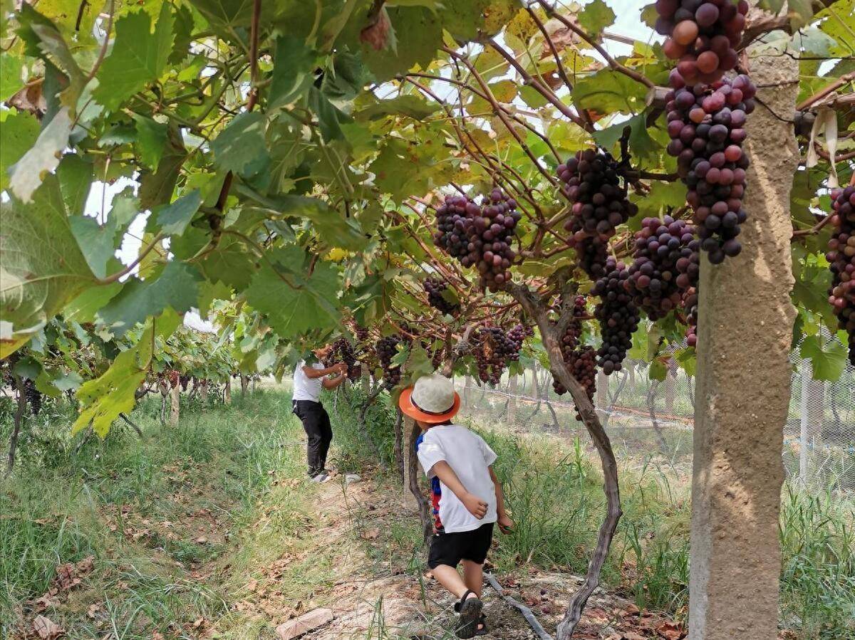 秋季葡萄采摘活动场景