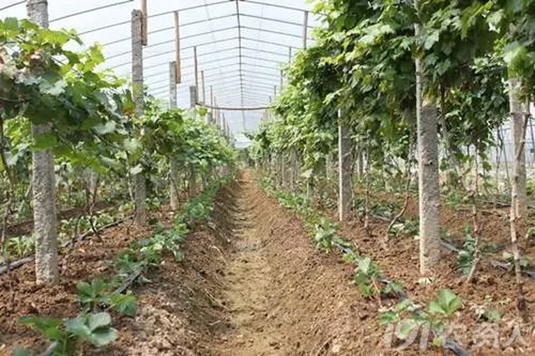 阳光玫瑰夏季花果管理现场图