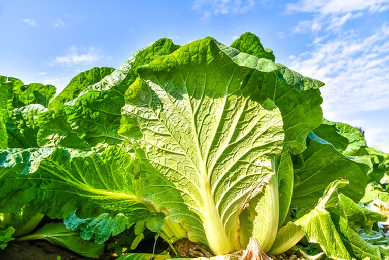 白菜田间生长实景图