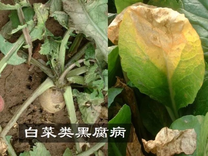 一张信息图表,展示白菜黑点问题诊断流程:从‘发现黑点’开始,分支为‘是否扩展’、‘是否有霉层’、‘是否沿叶脉’等判断节点,最终指向黑斑病、黑腐病、煤污病或生理性问题,并标注对应防治措施 白菜病害防治流程图示意图