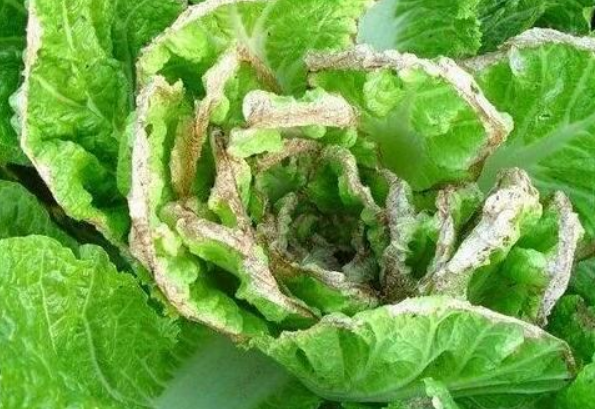叶片边缘出现黄褐色干枯现象的白菜植株特写