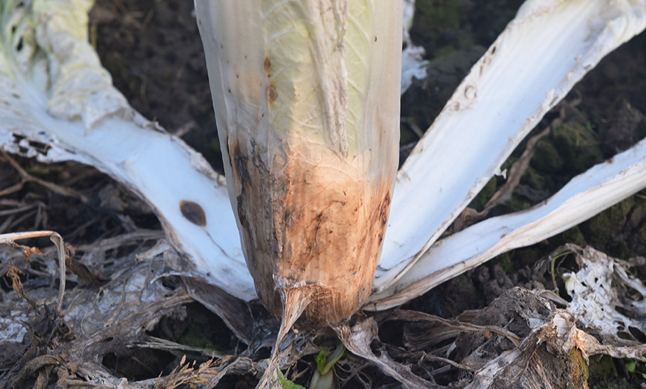 图示油麦菜植株整体萎蔫,根部呈现明显的褐色腐烂区域,表皮脱落,须根稀少,对比健康植株根系发达、颜色洁白,清晰展示根腐病的典型病理特征 油麦菜根腐病典型症状展示图