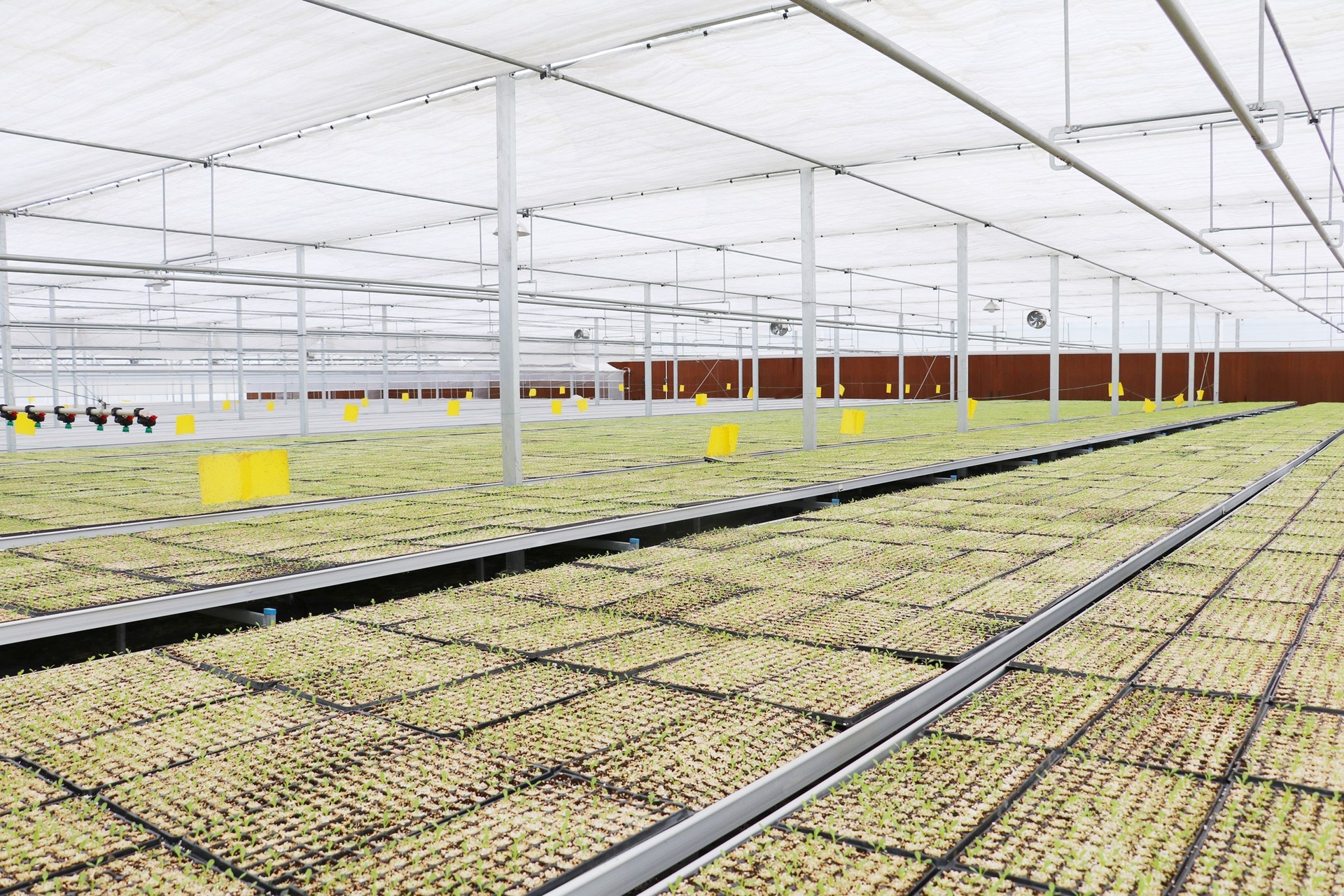 展示白皮松幼苗在温室中的生长状态,背景为现代化的育苗设施 白皮松幼苗在温室中成长