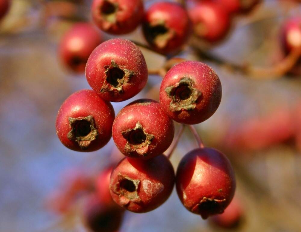 红梅树结出的果实特写