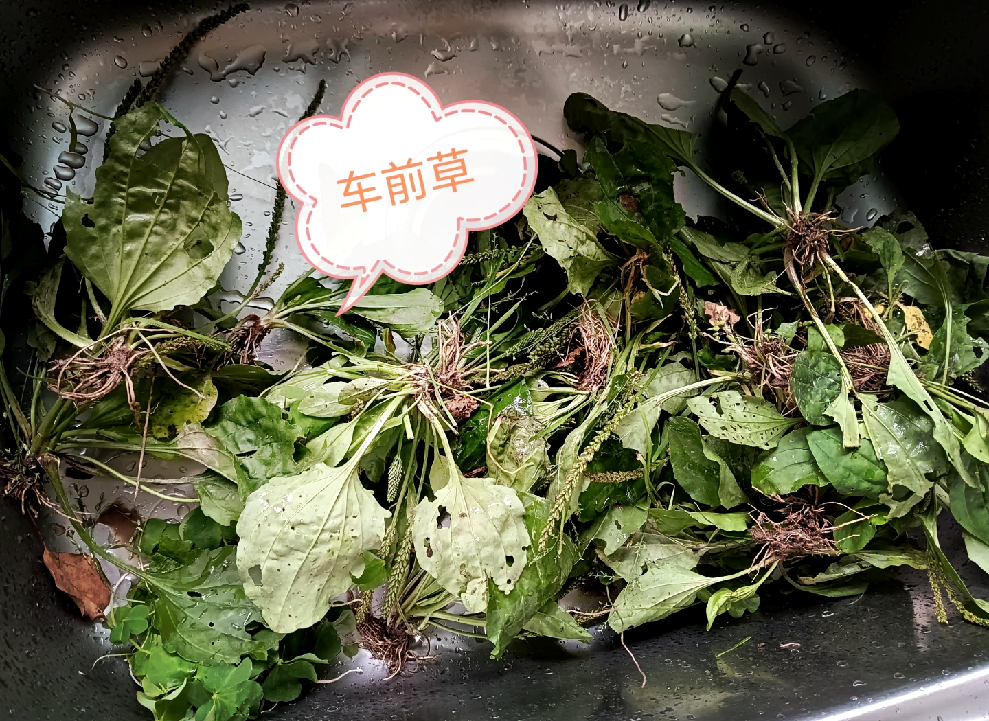 车前草与枸杞实物图