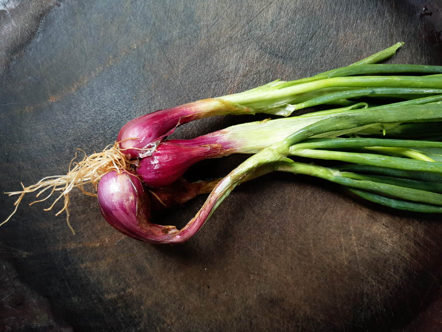 炒洋葱菜肴成品图