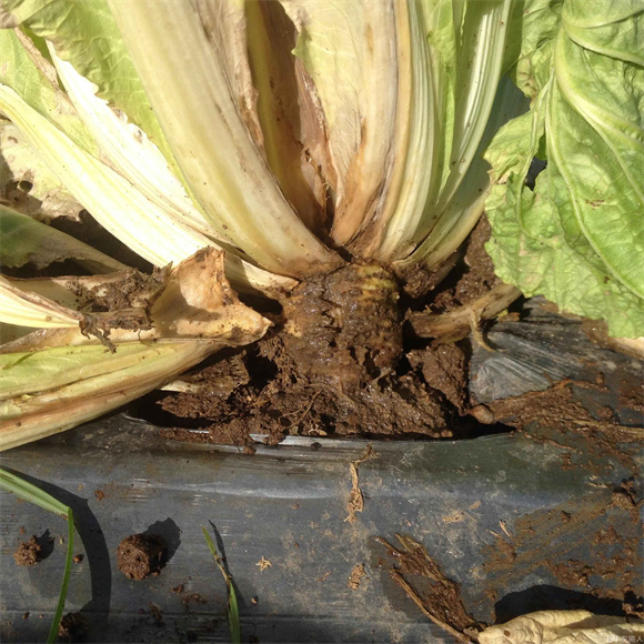 一株菠菜植株根部腐烂特写,根部呈黑褐色,部分区域已完全腐烂,表面附着少量霉层,地上部叶片萎蔫发黄,背景为潮湿土壤环境 菠菜烂根植株特写