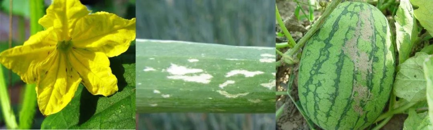 西瓜植株结构示意图