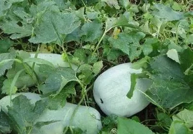 冬瓜藤生长在田间图