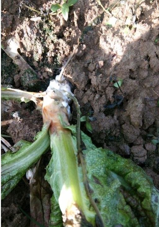 家庭厨房场景：砧板上摆放三种处理状态的散叶生菜样品——左侧为刚采收未冷藏的深绿叶片（边缘微卷曲），中间为冰水浸泡3分钟后的挺括翠绿叶片，右侧为柠檬汁腌制2分钟的柔亮叶片；三组均标注对应莴苣苦素实测值：2.1mg/kg、0.9mg/kg、0.6mg/kg