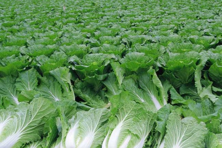 一片长势旺盛的白菜田,植株整齐,叶片宽大翠绿,正处于莲座期向包心期过渡阶段,土壤湿润,田间有清晰的垄沟结构,远处可见农民在查看作物长势 白菜田间生长实景图