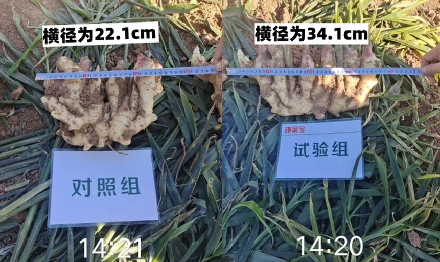 不同保存方式下的生姜样本对比图：左侧为新鲜切面，中间为冷藏一周后状态，右侧为冷冻三个月后解冻状态，展示外观变化差异