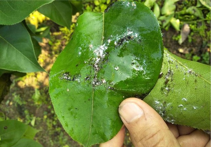 显微镜头下梨木虱若虫群集在梨树叶背,体表透明或淡黄色,周围可见明显蜜露分泌物,叶片已出现卷曲和煤污病斑块,背景为绿色梨园环境 梨木虱若虫与蜜露危害特写