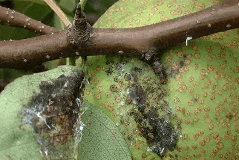 左侧为健康梨叶,深绿光滑无斑点;右侧为受黑星病感染的梨叶,表面出现黑色霉斑和褪绿区域,清晰展示病害对叶片的影响 梨叶病害与健康状态对比