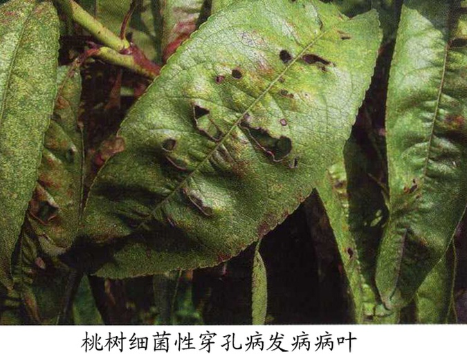 一片李子叶片上有多个圆形或不规则形的小孔,边缘呈紫褐色,部分区域已完全穿孔,叶面可见轻微卷曲,显示出典型的穿孔病症状 李子叶片穿孔病害图示