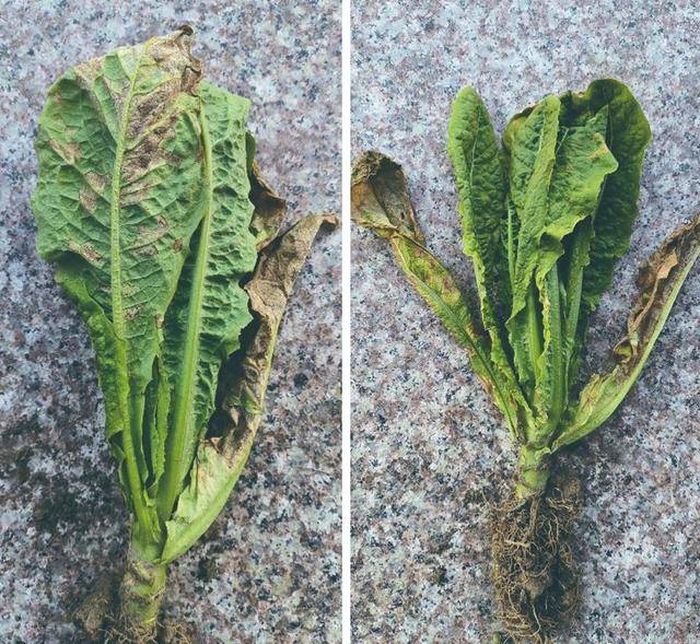 生菜健康与感病植株对比图