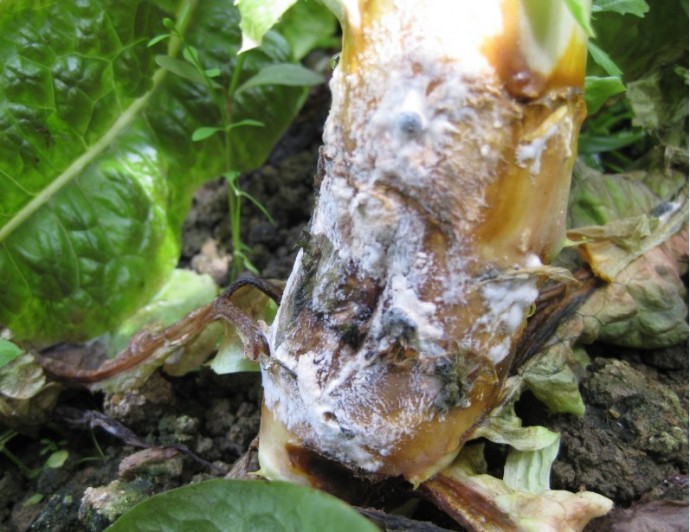 生菜在冰箱冷冻室中结霜的状态