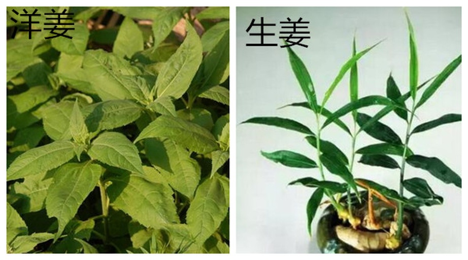 生姜与沙姜植株对比图