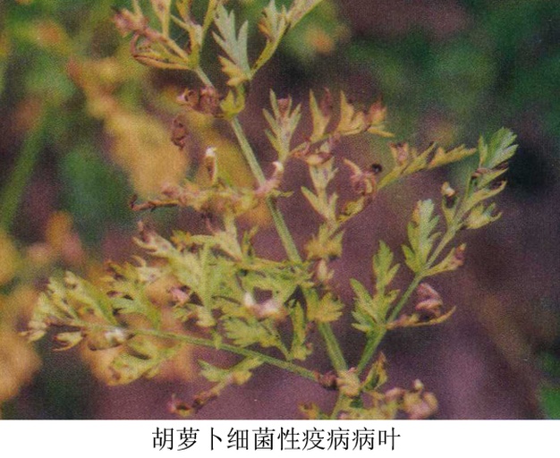 胡萝卜常见病害与根系问题图解