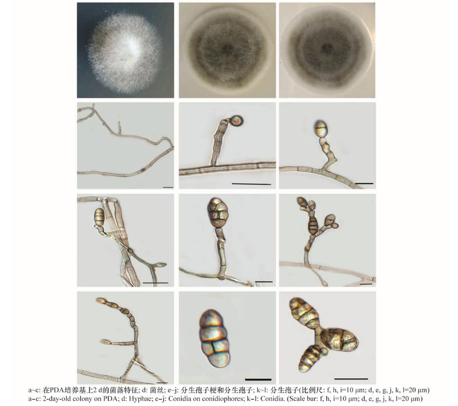 一根透明玻璃试管中装有棕黄色凝胶状PDA培养基,斜面上覆盖着白色绒毛状菌丝,菌丝浓密均匀,无杂色斑点。背景为实验室无菌操作台,旁边放置酒精灯和接种环 长裙竹荪母种在PDA斜面试管中的生长状态