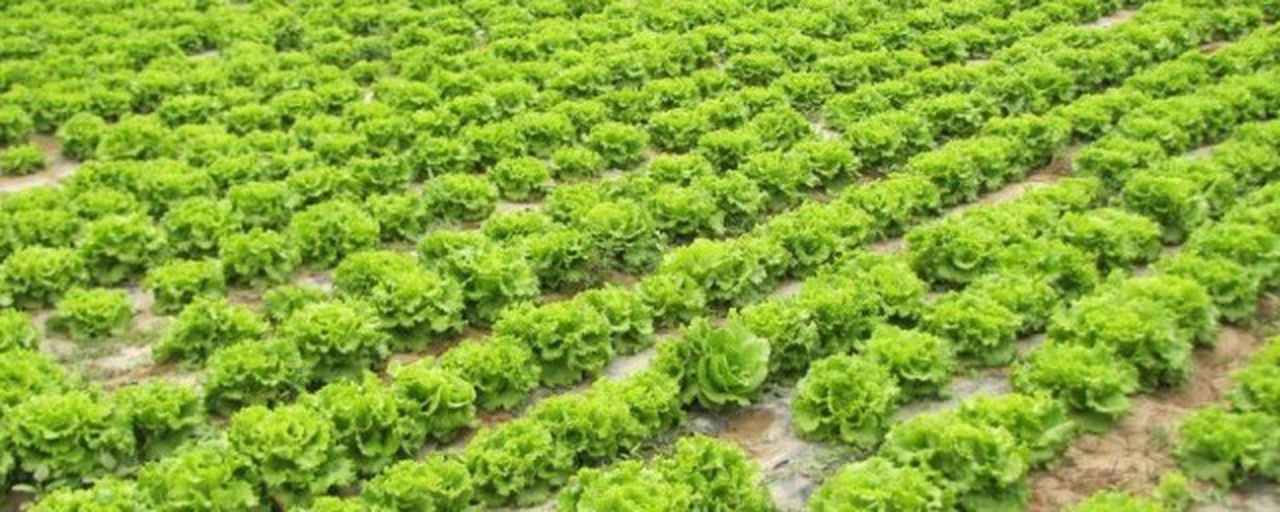 农田中成片种植的散叶生菜田