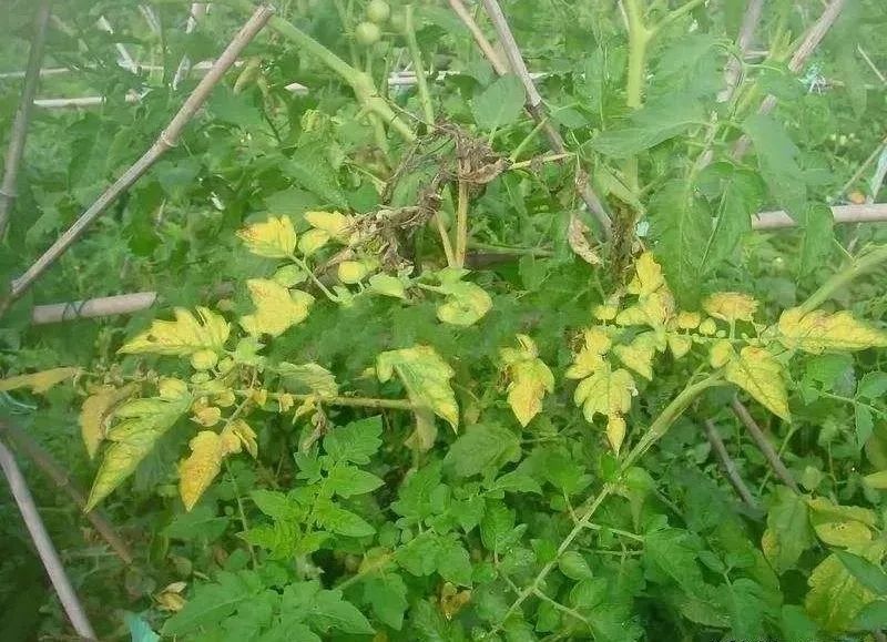 西红柿叶片焦枯特写