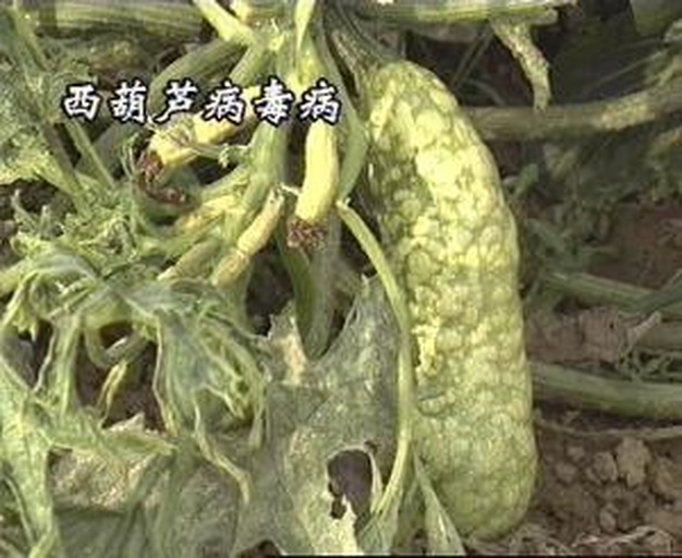 图示展示西红柿斑萎病毒通过蓟马在植株间传播的过程,左侧为健康西红柿植株,右侧为被蓟马叮咬后感染病毒的植株,中间显示蓟马在叶片上爬行并取食,病毒颗粒通过口器进入植物组织 西红柿斑萎病毒传播示意图