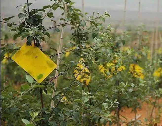 现代化百香果种植园中,技术人员正在使用手持式显微镜检查叶片背面是否有虫卵或病斑,旁边立有黄色粘虫板和温湿度记录仪,展示科学化病虫害监测流程 百香果标准化种植园区病虫害监测场景