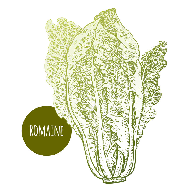 生活化场景图:展示罗马生菜(Romaine)作为日常膳食组成部分的便捷性,强调无需烹饪、即洗即食的特性,突出其在现代快节奏生活中的实用价值 家庭厨房场景:玻璃碗中盛放洗净撕碎的罗马生菜与樱桃番茄,旁边放置不锈钢刨丝器和橄榄油瓶,体现即食健康备餐方式
