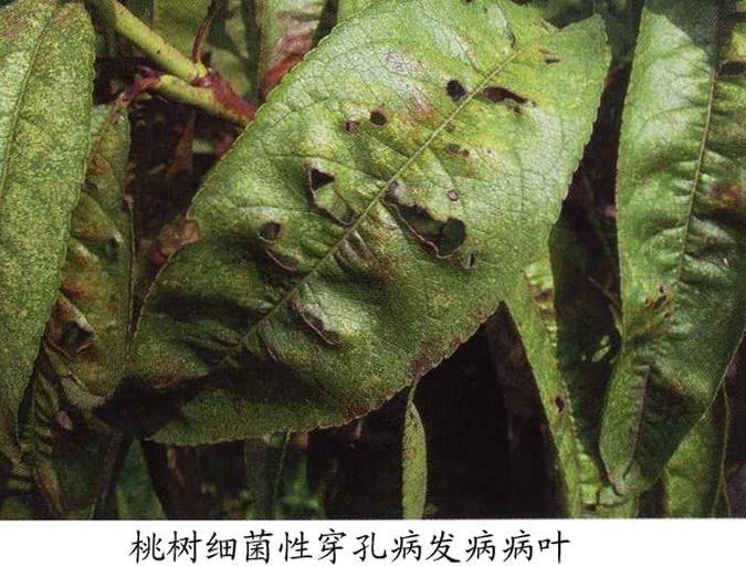 一张近距离拍摄的桃形李叶片,显示多个圆形褐色病斑,边缘清晰,部分病斑中心已脱落形成穿孔,叶背可见轻微霉层,背景为绿色叶片,突出病害特征 桃形李叶片穿孔病症状特写