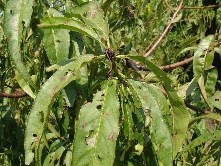 桃树叶片受害症状对比图