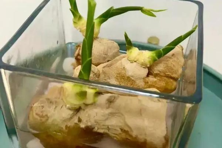 种姜催芽示意图