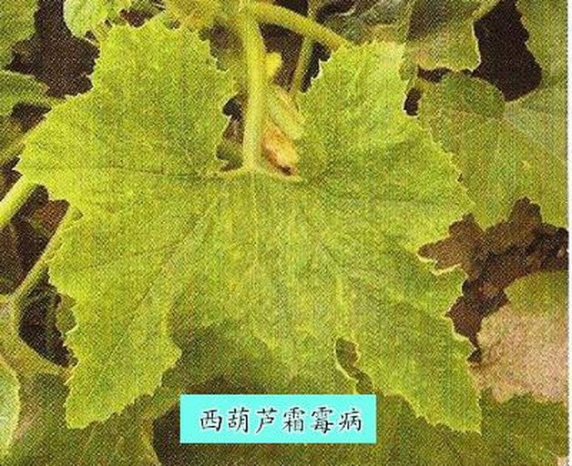 病叶正反面特写