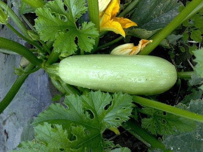 一株正在生长的西葫芦植物,展示其藤蔓形态、大叶片和低垂的果实,果实为浅绿色长条形西葫芦,生长在地面附近,背景为田园土壤环境 西葫芦植株生长特写