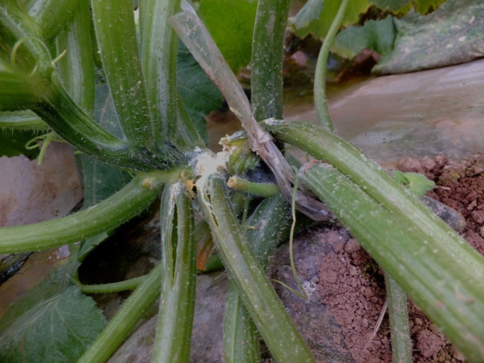 南瓜根系与土壤健康对比图