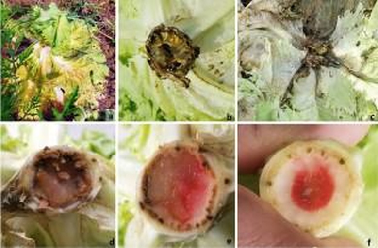 田间生长的莴苣植株,茎基部出现明显的水渍状褐色病斑,周围叶片开始发黄萎蔫;病部覆盖有白色絮状菌丝体,部分区域可见黑色颗粒状菌核;背景为潮湿的土壤环境,显示高湿度条件下的典型发病场景 莴苣菌核病田间症状特写