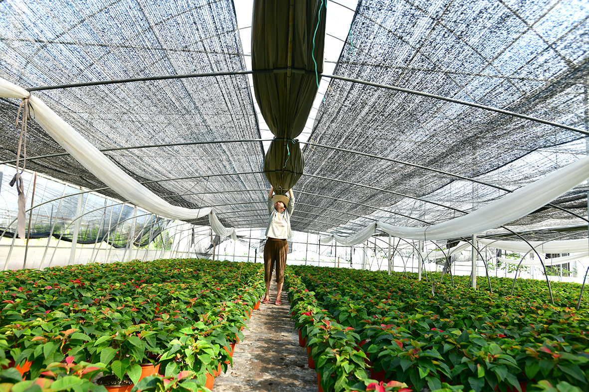 一处红梅种植园内,工人正在为新移栽的红梅搭建遮阳网。遮阳网为黑色网格状材质,固定在约2.2米高的金属支架上,呈伞形覆盖植株顶部。地面铺设滴灌管道,土壤表面覆盖黑色地膜,有效减少蒸发并抑制杂草 红梅夏季遮阳网搭建实景图