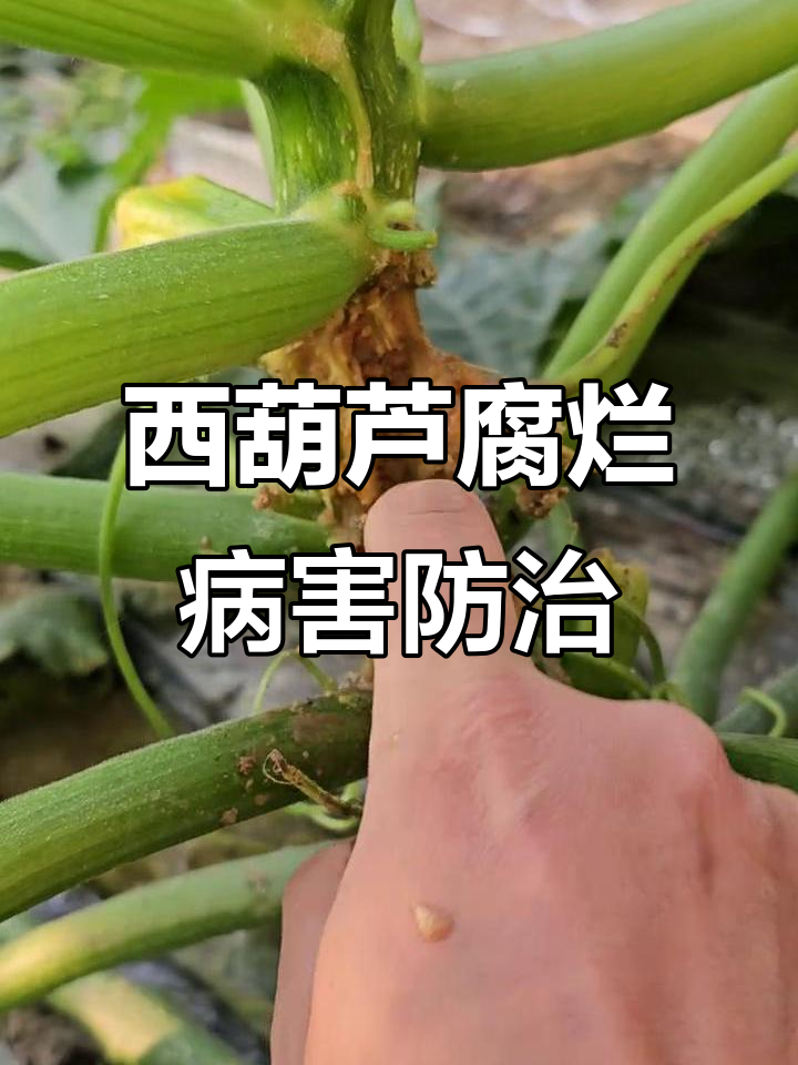 一幅信息图表风格的流程图,展示西葫芦灰霉病从种植前准备到收获后的全过程防治步骤,包含时间节点、关键措施图标(如种子、喷雾器、温度计、剪刀等)、推荐药剂名称及使用阶段,整体设计清晰易懂,适合张贴在农场办公室或技术指导手册中 西葫芦灰霉病综合防治流程示意图