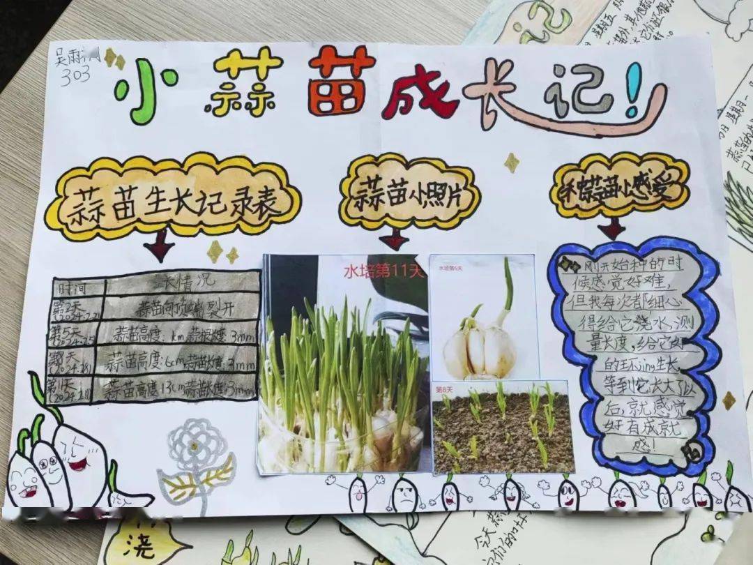 大蒜生长周期示意图