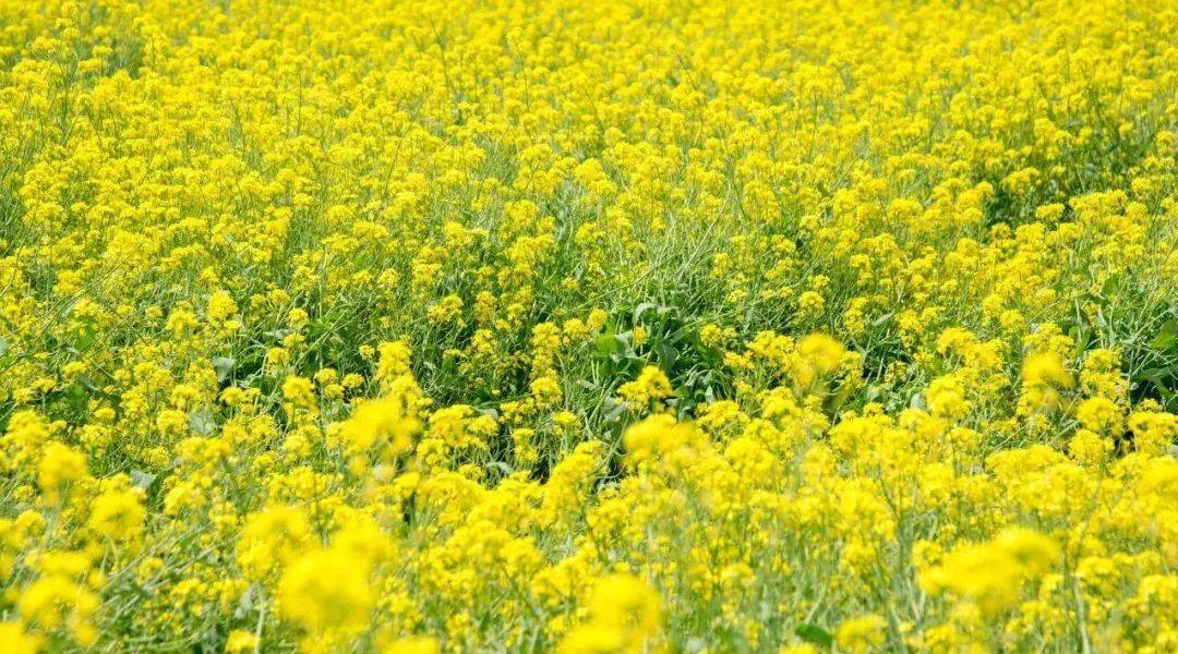 黄陂区油菜花田